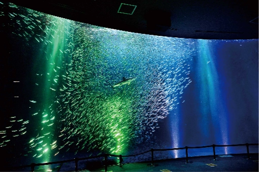 名古屋港水族館「ナイトアクアリウム」