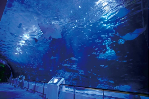 名古屋港水族館「ナイトアクアリウム」