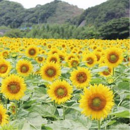 観光農園花ひろば